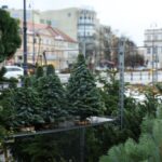 Świąteczny szok cenowy nadchodzi. W tym roku choinki będą droższe. „Rozpiętość cen bywa duża”