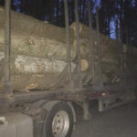 Tajemniczy szlak rosyjskiego drewna. Jak birkowe półprodukty omijają sankcje i trafiają na rynek UE